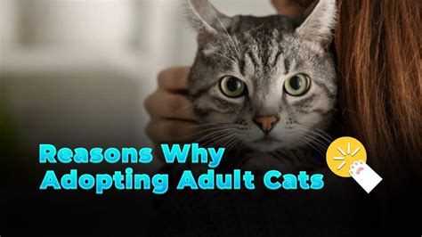 Reasons Why Adopting Adult Cats