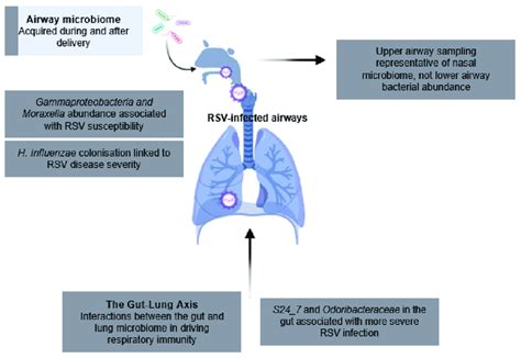 The Gut And Lung Microbiome In Rsv Infection The Microbiota Of The