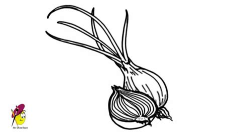 Onion How To Draw Onions Fruits And Vegetables Youtube