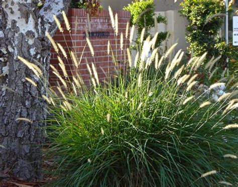 It has long, slender flowers that last months on the plant. Pennisetum 'Fairy Tails' | Fairy tail, Projects, Plants