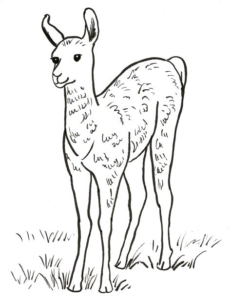 Llama Coloring Page Samantha Bell