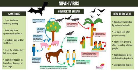 Nipah virus infection is caused by the paramyxovirus nipah virus (genus henipavirus). Nipah / Transmission Nipah Virus Niv Cdc / Nipah virus ...