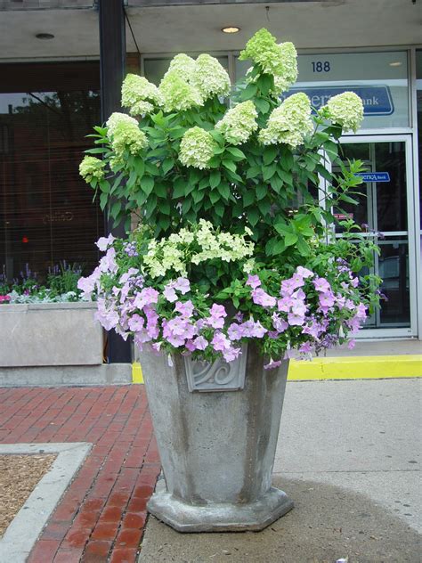 How To Plant Hydrangeas In Pots Canvas Depot
