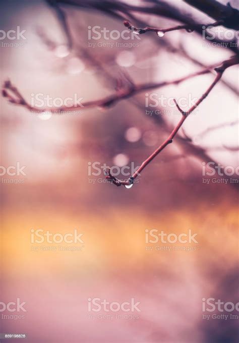 Winter Scenic Background With Branches And Raindrops Stock Photo