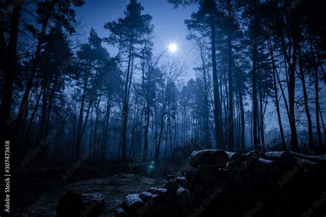 Dark Night Forest Stock Foto Adobe Stock