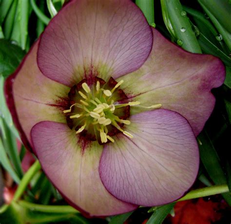 Plant Of The Month Phoenix Hellebore Dallas County Master