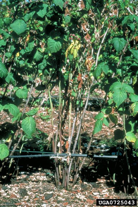 Phytophthora root rot of raspberry (Phytophthora fragariae ...
