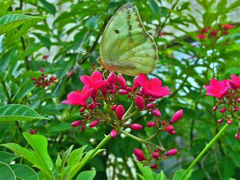 South florida flowers that attract butterflies. Attracting Butterflies To Your Miami Garden - The 16 Best ...