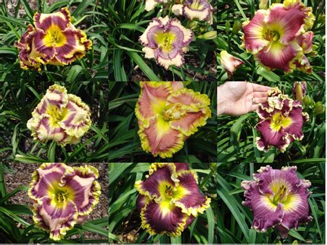 Aug 26, 2019 · daylily pruning is simple. $100 Daylily Plants for only $1.99 each.