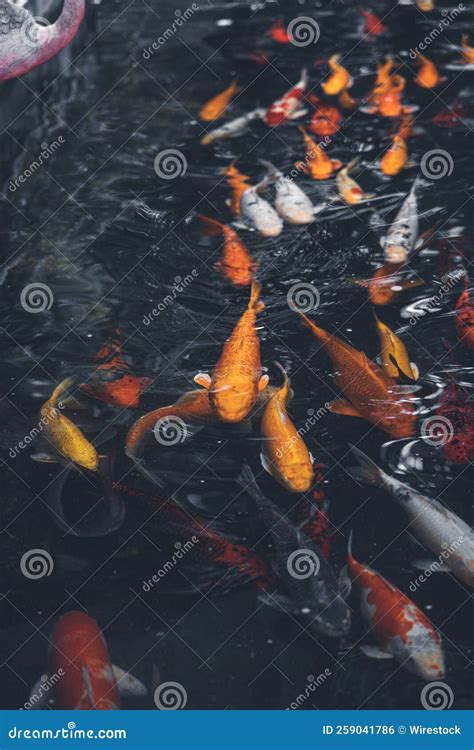 Koi Fish Swimming In The Fish Pond Stock Photo Image Of Background