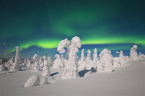 Finnish Lapland Trees In Winter Pics