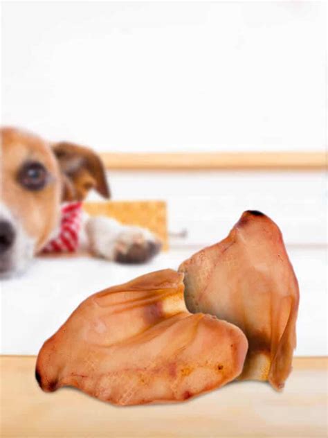 Are Pigs Ears Bad For Dogs