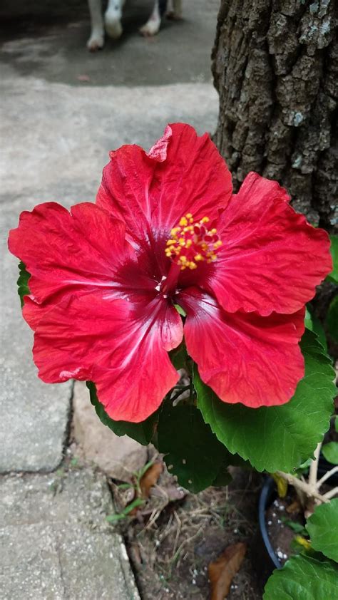 Flor de Maga, Finca Negrón, Santa Isabel Puerto Rico | Pretty flowers
