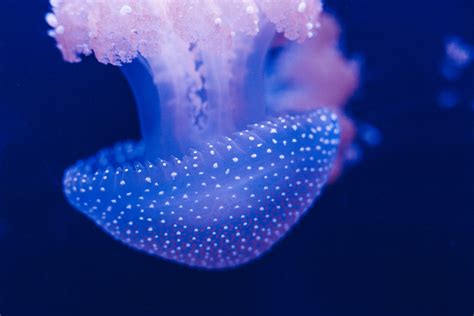 Free Images Underwater Jellyfish Blue Coral Invertebrate Reef