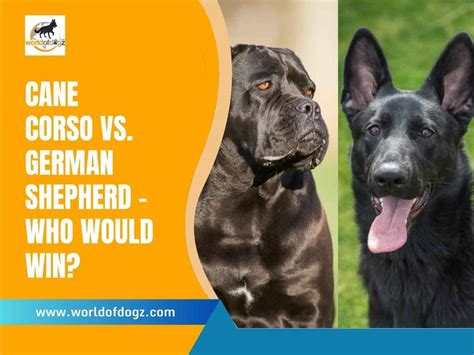 Cane Corso Vs German Shepherd Who Would Win A Fight World Of Dogz