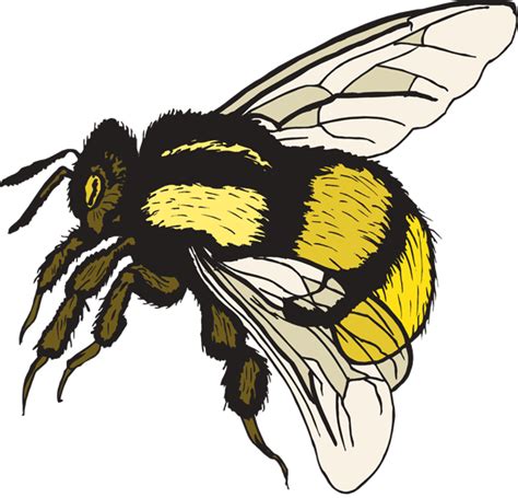 Cartoon Bumble Bee Body Clip Art Library