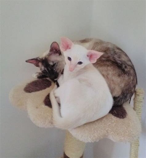 Beautiful Male Cream Tabby Point Siamese Kitten Fully Vaccinated Gccf