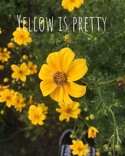 Yellow Flower Aesthetic Hd Phone Wallpaper Peakpx