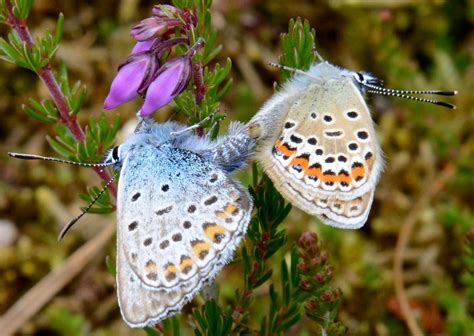 Prees Reserves Silver Studded Blue Bucks The Butterfly