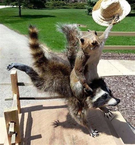 Squirrel Riding Raccoon Critter Mounts Pinterest Raccoons