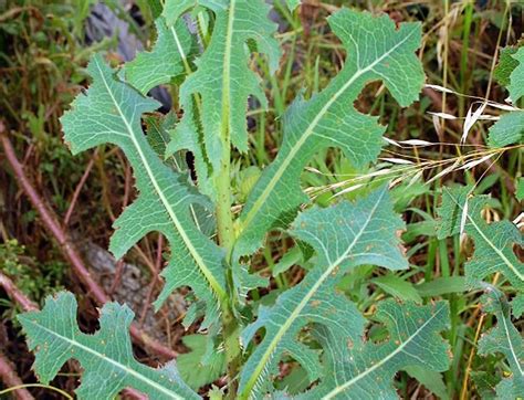 Bounty In Your Backyard A Brief Guide To Edible Weeds Artofit