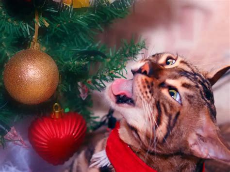 how to make a cat friendly alternative to a christmas tree catster vlr eng br