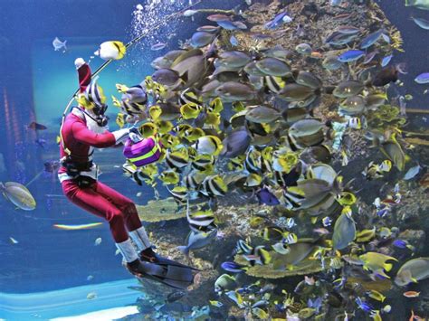 Sea Aquarium Tickets Price 2024 Promotions Online Discounts