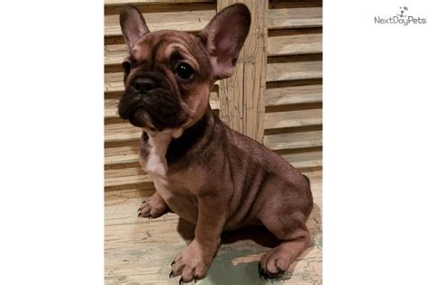 Quality and cute english bulldogs for sale. Remy: French Bulldog puppy for sale near Houston, Texas ...