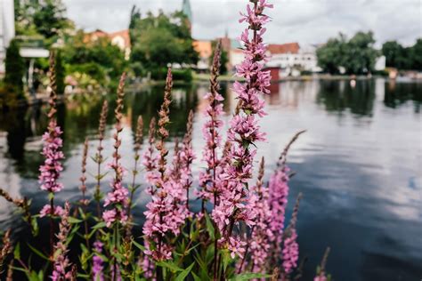 Pink Flowers Near The Lake Free Photo On Barnimages