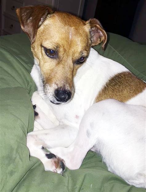 Lost Missing Dog Jack Russell Terrier Luckey Oh United States