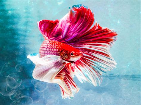 The Best Betta Fish Species To Keep In Your Tank