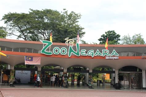 Waktu yang tak sebanyak pengunjung lain, membuatku berjalan terburu menuju konter penjualan tiket masuk yang terlindungi. Tawaran Tiket Masuk Zoo Negara Percuma Selama 30 Hari Dari Hari Lahir Anda - Edu Bestari