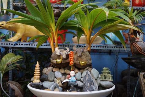 Bồ đào nha đã bất bại cả 11 trận gần nhất tại sân chơi euro. Độc đáo bonsai dừa tạo hình con trâu đón Tết Tân Sửu 2021
