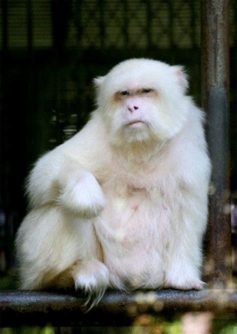 Albino Monkey Amazing Animals Unusual Animals Animals Beautiful