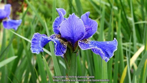 Siberian Iris Iris Silberkante In The Irises Database