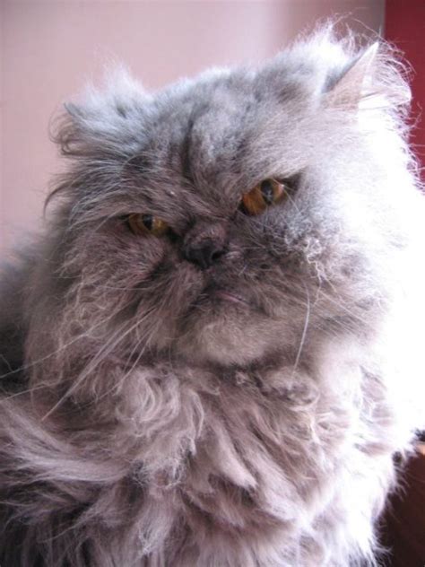 These cats are like feather dusters, any dirt in your home will become tr. blue persian cat | Tumblr