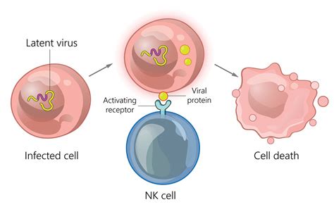 Natural Killer Cells Emerge As An Anticancer Alternative To T Cells