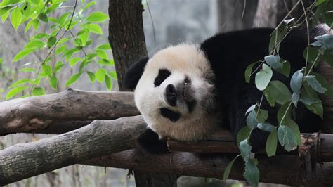 China Makes Strides In Panda Protection Biodiversity Conservation Cgtn