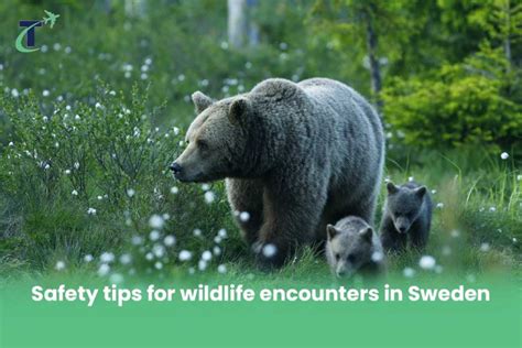 Dangerous Animals In Sweden Swedens Wildlife