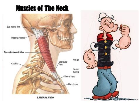 Muscles Of The Neck 1