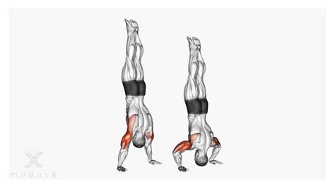 Handstand Push Ups Ausführung Muskeln Und Tipps Modusx