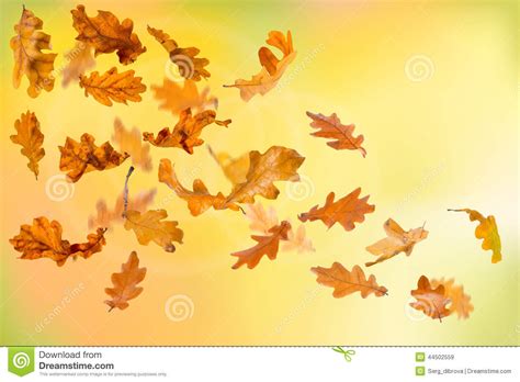 Autumn Oak Leaves Falling Stock Illustration Illustration