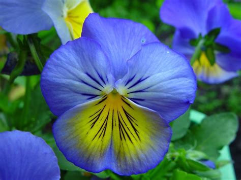 Free Picture Blue Yellow Flowers