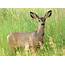 Mule Deer Doe Photograph By Dennis Hammer