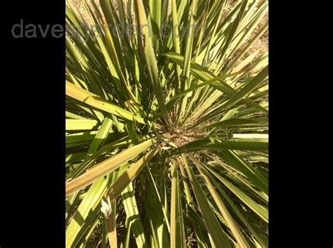 Plant Identification Closed Pointy Thick Leaf Plantshrub Louisiana