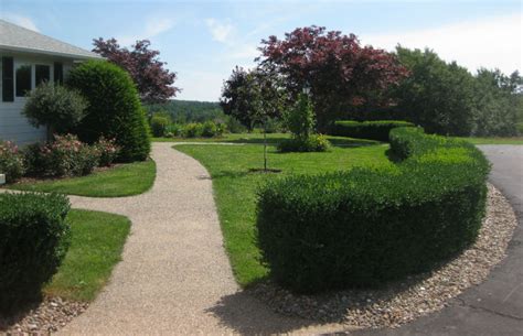 How to use photinia for a hedge. Privacy and Hedges - Nature's Reflections Landscaping
