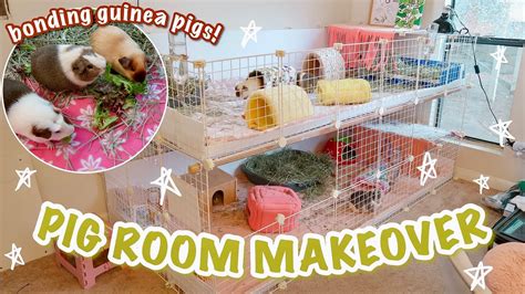 Huge Guinea Pig Room Makeover Trio Bonding Pet Vlog Youtube