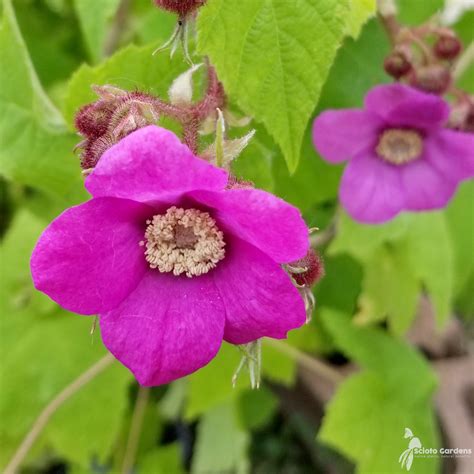 Rubus Odoratus 3 Purple Flowering Raspberry Scioto Gardens Nursery