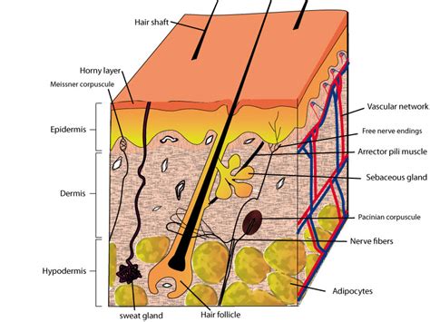 Normal Human Skin Biologie De La Peau