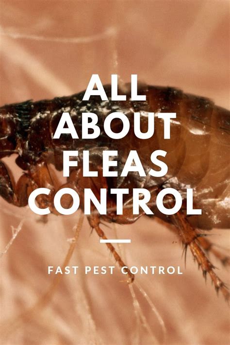All About Fleas Control Pest Control Flea Control Pest Control Services